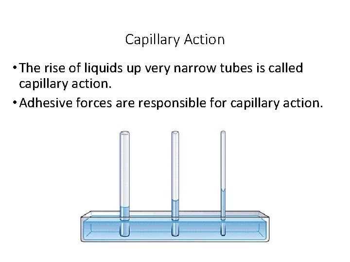 Capillary Action • The rise of liquids up very narrow tubes is called capillary