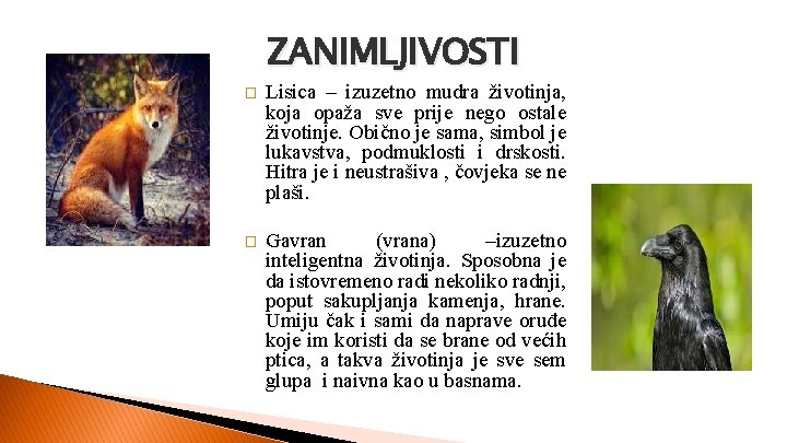 ZANIMLJIVOSTI � Lisica – izuzetno mudra životinja, koja opaža sve prije nego ostale životinje.