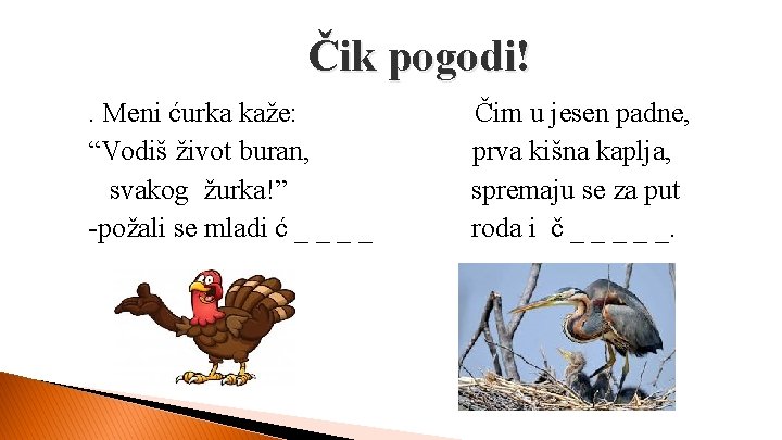 Čik pogodi!. Meni ćurka kaže: “Vodiš život buran, svakog žurka!” -požali se mladi ć