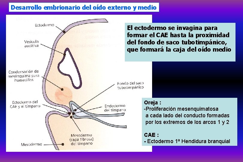 Desarrollo embrionario del oído externo y medio El ectodermo se invagina para formar el