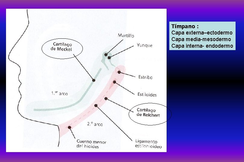 Tímpano : Capa externa–ectodermo Capa media-mesodermo Capa interna- endodermo 