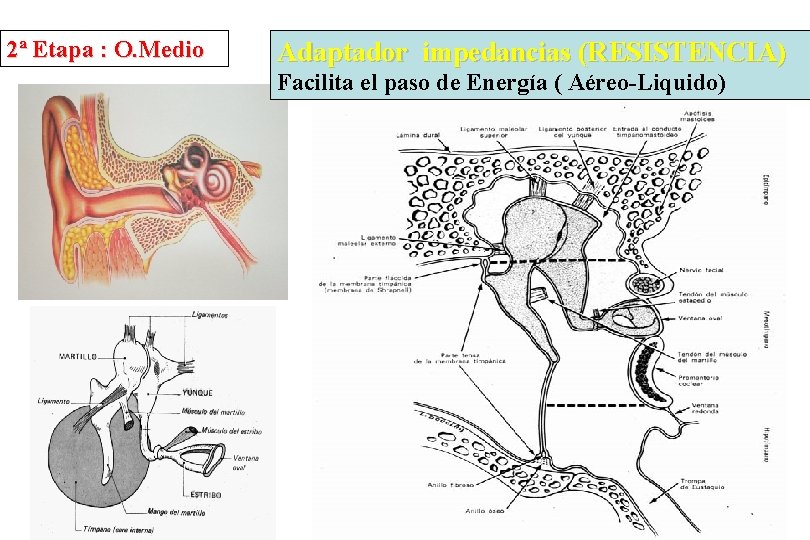 2ª Etapa : O. Medio Adaptador impedancias (RESISTENCIA) Facilita el paso de Energía (