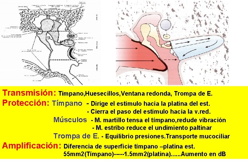 Transmisión: Tímpano, Huesecillos, Ventana redonda, Trompa de E. Protección: Tímpano - Dirige el estimulo