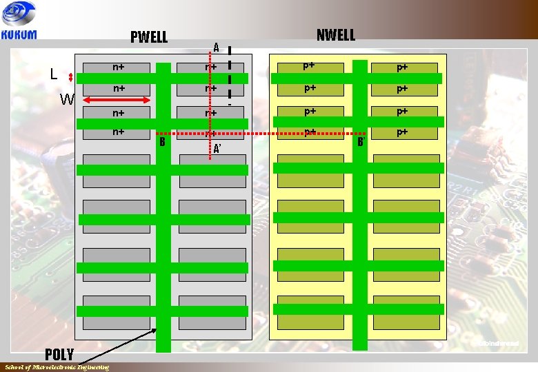 PWELL L W POLY School of Microelectronic Engineering NWELL A n+ n+ p+ p+