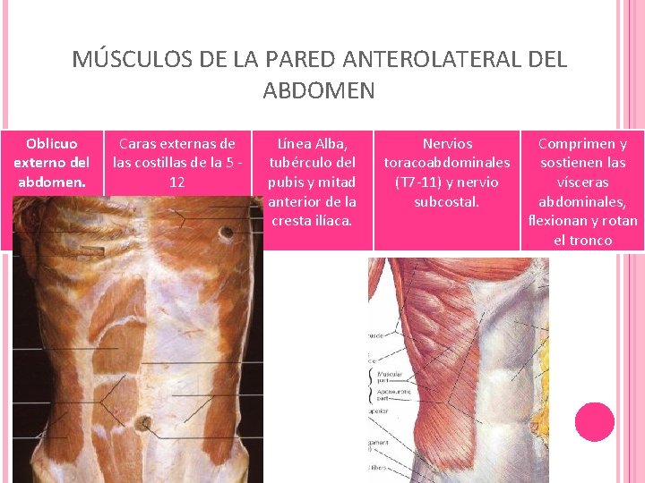 MÚSCULOS DE LA PARED ANTEROLATERAL DEL ABDOMEN Oblicuo externo del abdomen. Caras externas de