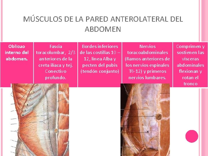 MÚSCULOS DE LA PARED ANTEROLATERAL DEL ABDOMEN Oblicuo interno del abdomen. Fascia Bordes inferiores