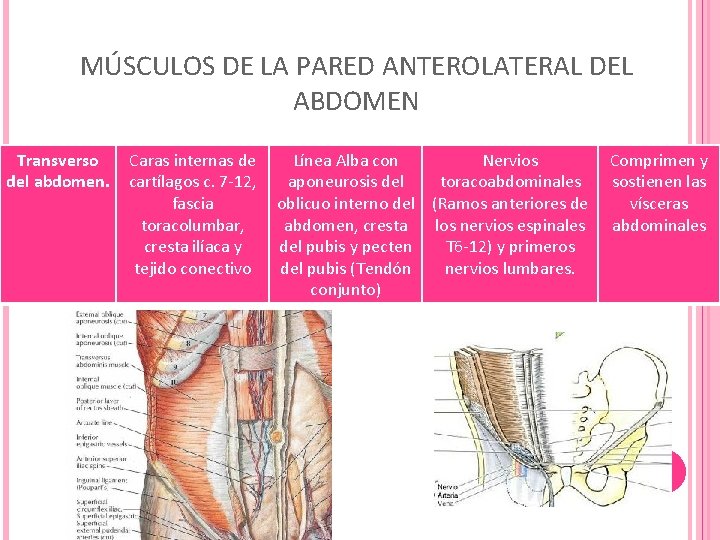 MÚSCULOS DE LA PARED ANTEROLATERAL DEL ABDOMEN Transverso del abdomen. Caras internas de cartílagos