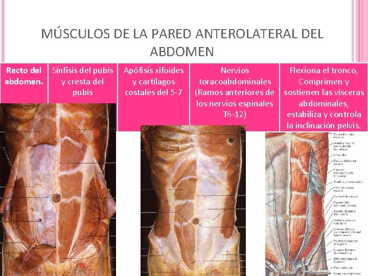 MÚSCULOS DE LA PARED ANTEROLATERAL DEL ABDOMEN Recto del Sínfisis del pubis abdomen. y