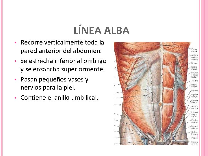 LÍNEA ALBA § § Recorre verticalmente toda la pared anterior del abdomen. Se estrecha