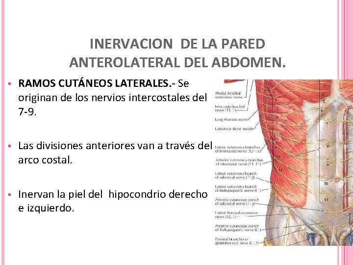 INERVACION DE LA PARED ANTEROLATERAL DEL ABDOMEN. § RAMOS CUTÁNEOS LATERALES. - Se originan