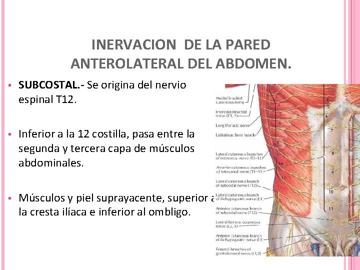 INERVACION DE LA PARED ANTEROLATERAL DEL ABDOMEN. § SUBCOSTAL. - Se origina del nervio