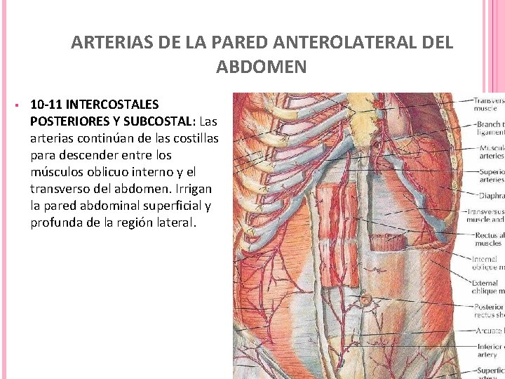 ARTERIAS DE LA PARED ANTEROLATERAL DEL ABDOMEN § 10 -11 INTERCOSTALES POSTERIORES Y SUBCOSTAL: