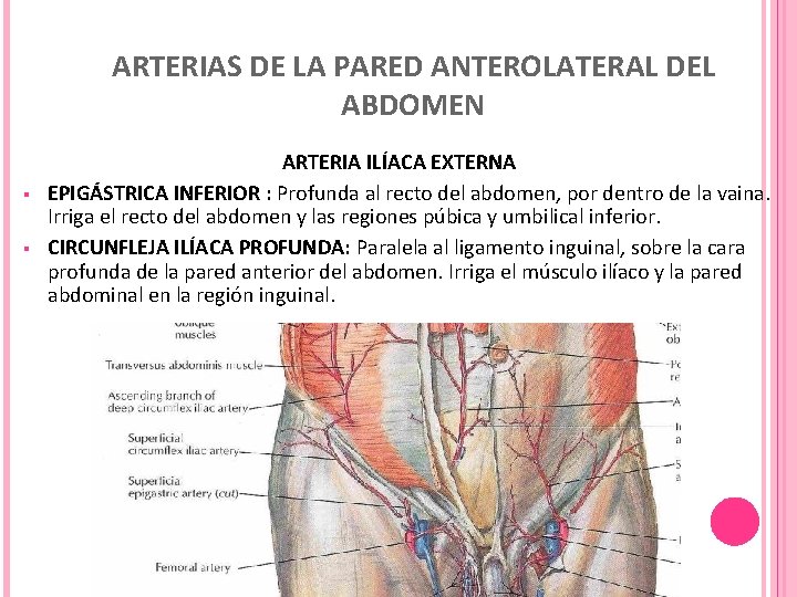 ARTERIAS DE LA PARED ANTEROLATERAL DEL ABDOMEN § § ARTERIA ILÍACA EXTERNA EPIGÁSTRICA INFERIOR