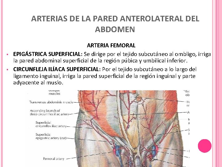 ARTERIAS DE LA PARED ANTEROLATERAL DEL ABDOMEN § § ARTERIA FEMORAL EPIGÁSTRICA SUPERFICIAL: Se