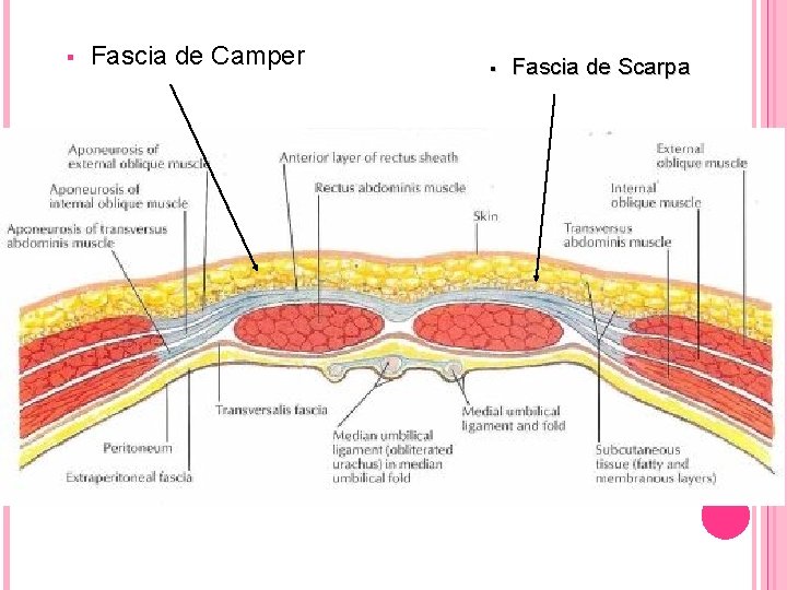 § Fascia de Camper § Fascia de Scarpa 