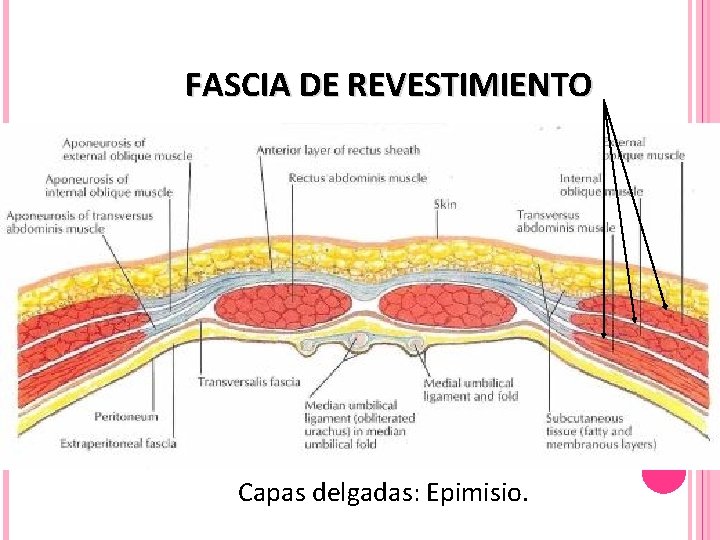 FASCIA DE REVESTIMIENTO Capas delgadas: Epimisio. 