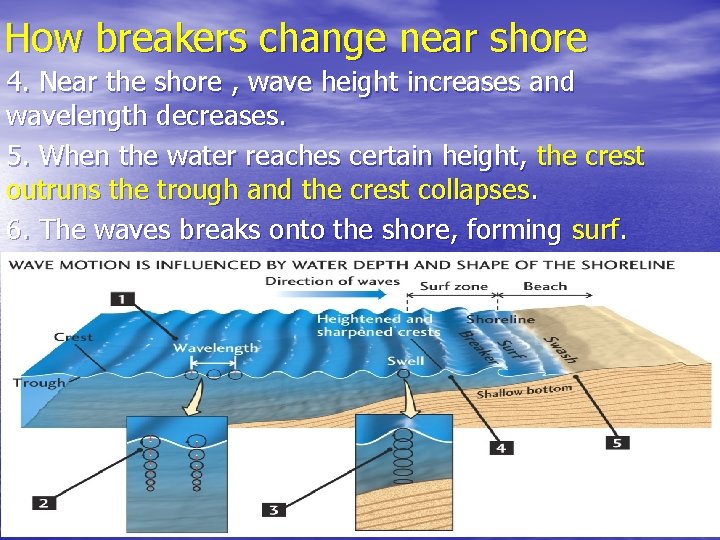 How breakers change near shore 4. Near the shore , wave height increases and