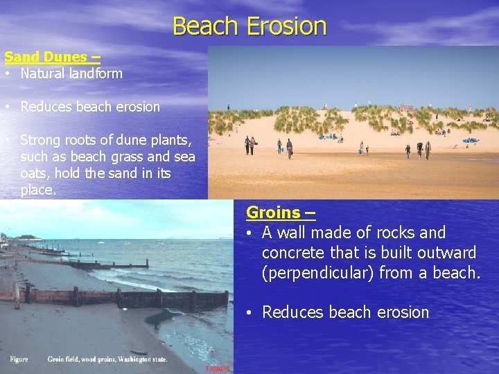 Beach Erosion Sand Dunes – • Natural landform • Reduces beach erosion • Strong