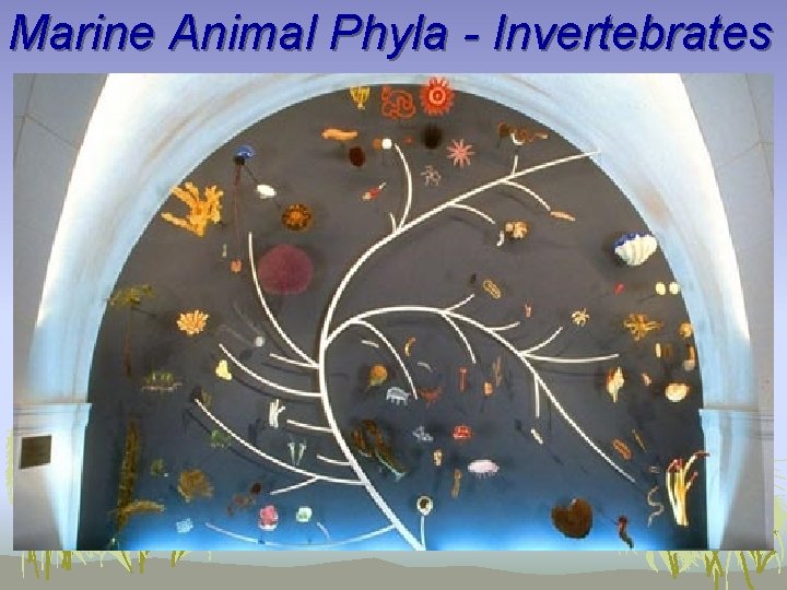 Marine Animal Phyla - Invertebrates 