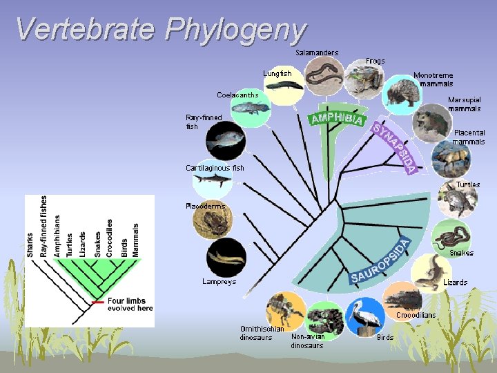 Vertebrate Phylogeny 