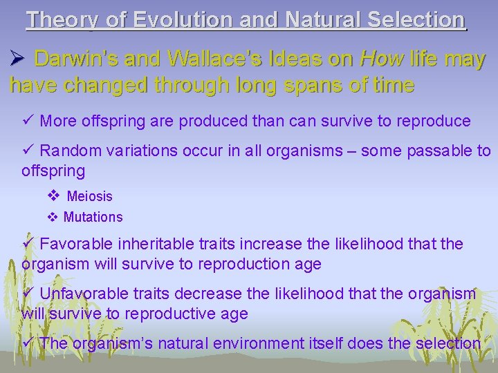 Theory of Evolution and Natural Selection Ø Darwin’s and Wallace’s Ideas on How life