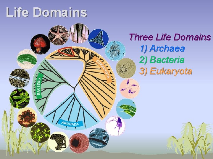 Life Domains Three Life Domains 1) Archaea 2) Bacteria 3) Eukaryota 