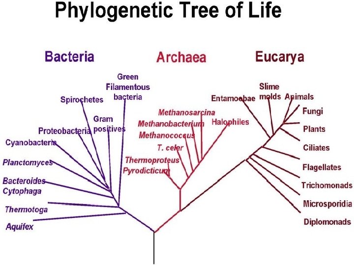 Phylogenetic Tree of Life 