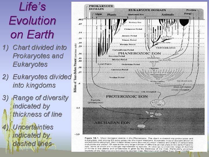 Life’s Evolution on Earth 1) Chart divided into Prokaryotes and Eukaryotes 2) Eukaryotes divided