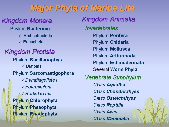 Major Phyla of Marine Life Kingdom Monera Phylum Bacterium ü Archeabacteria ü Eubacteria Kingdom