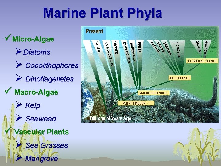 Marine Plant Phyla üMicro-Algae ØDiatoms Ø Cocolithophores Ø Dinoflagelletes ü Macro-Algae Ø Kelp Ø