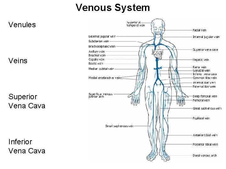 Venous System Venules Veins Superior Vena Cava Inferior Vena Cava 
