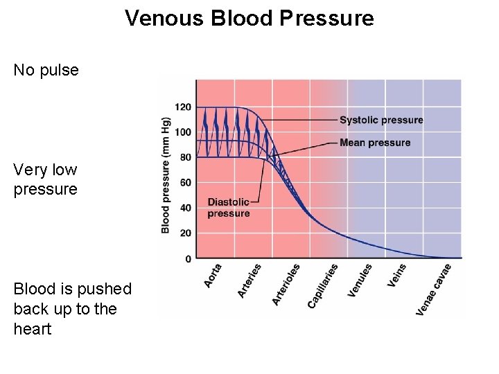 Venous Blood Pressure No pulse Very low pressure Blood is pushed back up to
