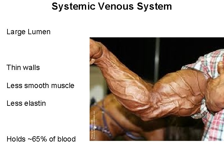 Systemic Venous System Large Lumen Thin walls Less smooth muscle Less elastin Holds ~65%