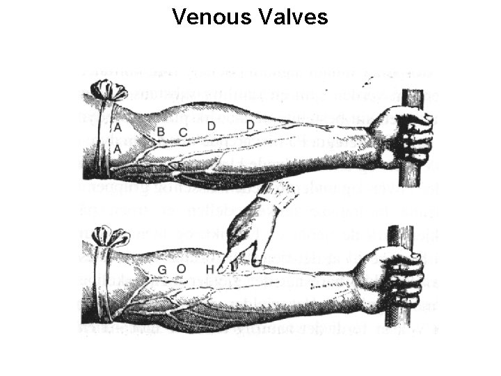 Venous Valves 