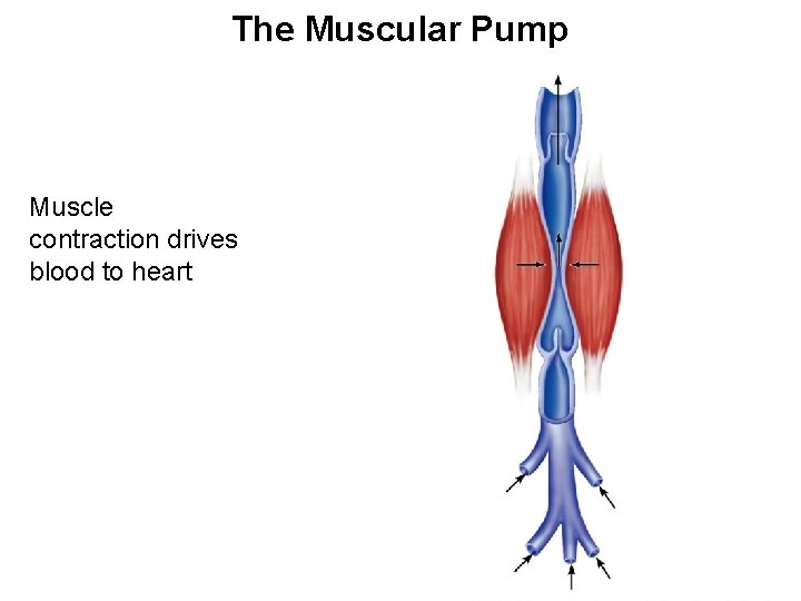The Muscular Pump Muscle contraction drives blood to heart 