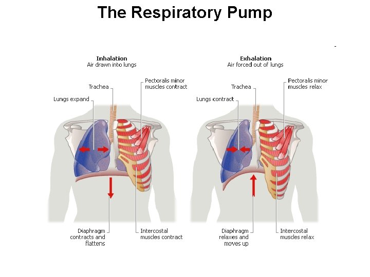 The Respiratory Pump 