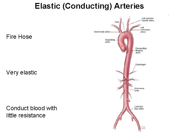 Elastic (Conducting) Arteries Fire Hose Very elastic Conduct blood with little resistance 