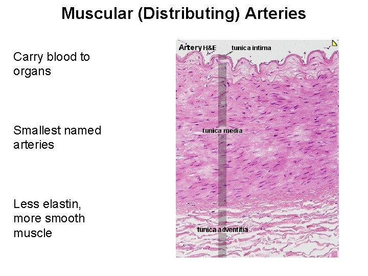Muscular (Distributing) Arteries Carry blood to organs Smallest named arteries Less elastin, more smooth