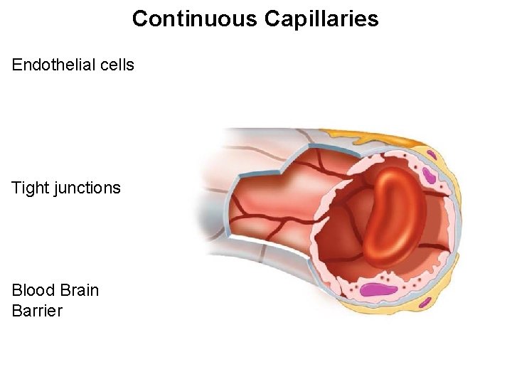 Continuous Capillaries Endothelial cells Tight junctions Blood Brain Barrier 
