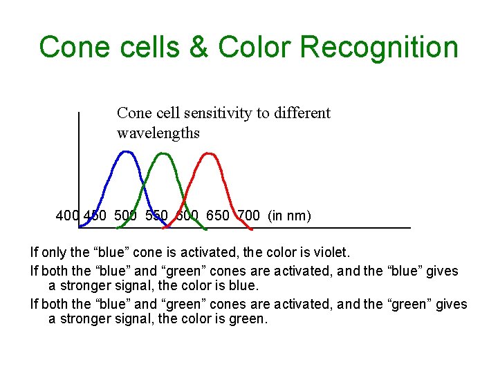 Cone cells & Color Recognition Cone cell sensitivity to different wavelengths 400 450 500