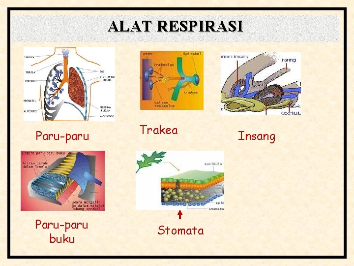 ALAT RESPIRASI Paru-paru buku Trakea Stomata Insang 