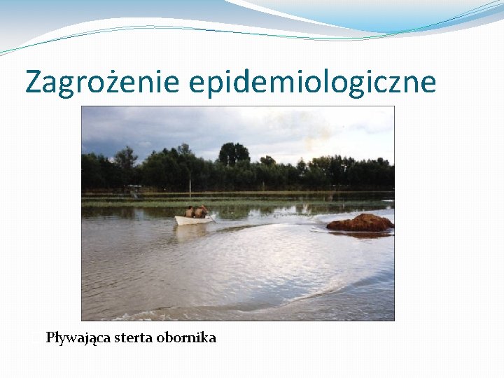 Zagrożenie epidemiologiczne �Pływająca sterta obornika 