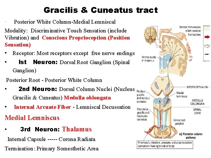 Gracilis & Cuneatus tract • Posterior White Column-Medial Lemniscal Modality: Discriminative Touch Sensation (include