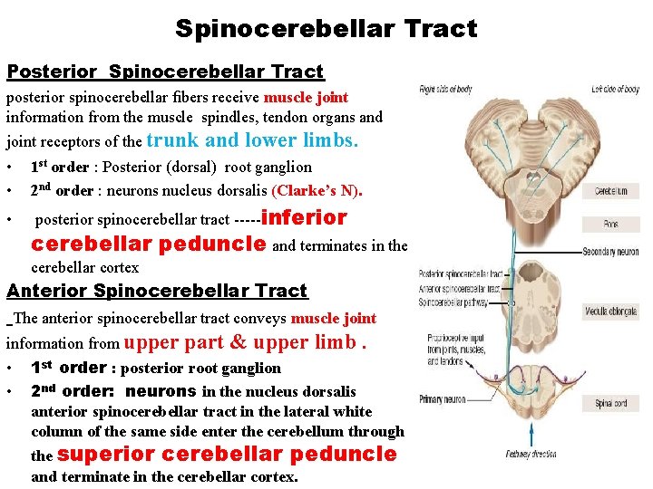 Spinocerebellar Tract Posterior Spinocerebellar Tract posterior spinocerebellar ﬁbers receive muscle joint information from the