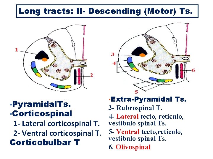 Long tracts: II- Descending (Motor) Ts. • Pyramidal. Ts. • Corticospinal • Extra-Pyramidal Ts.