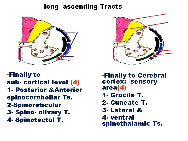 long ascending Tracts • Finally to sub- cortical level (4) 1 - Posterior &Anterior