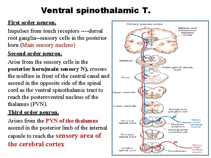 Ventral spinothalamic T. First order neuron. Impulses from touch receptors ----dorsal root ganglia--sensory cells