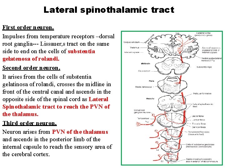 Lateral spinothalamic tract First order neuron. Impulses from temperature receptors –dorsal root ganglia--- Lissauer,