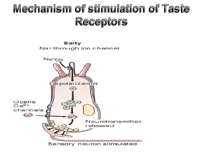 Mechanism of stimulation of Taste Receptors 