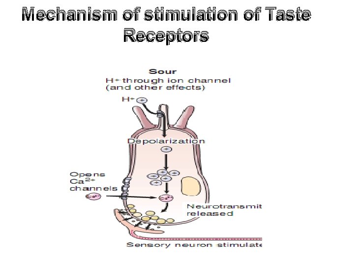 Mechanism of stimulation of Taste Receptors 